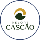 Nelore Cascao